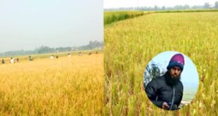 কাহালুর জামগ্রামে কৃষকের ধান কেটে নিল কৃষকলীগ নেতা সালাম