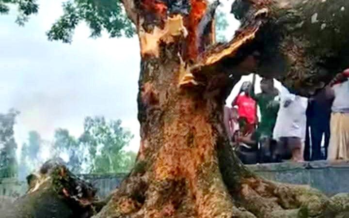 চিলমারীতে জীবন্ত কড়ই গাছে আগুন, দেখতে হাজার হাজার জনতার ভিড়