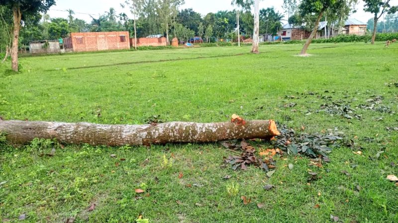 বীরগঞ্জে জমি দখলকে কেন্দ্র করে গাছ কর্তন ও প্রাণনাশের হুমকি, থানায় অভিযোগ