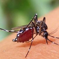 ডেঙ্গু আক্রান্ত হয়ে হাসপাতালে ভর্তি ৩৮০