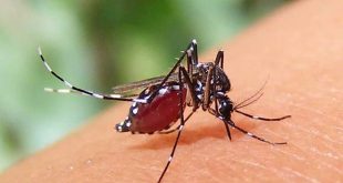 ডেঙ্গু আক্রান্ত হয়ে হাসপাতালে ভর্তি ৩৮০