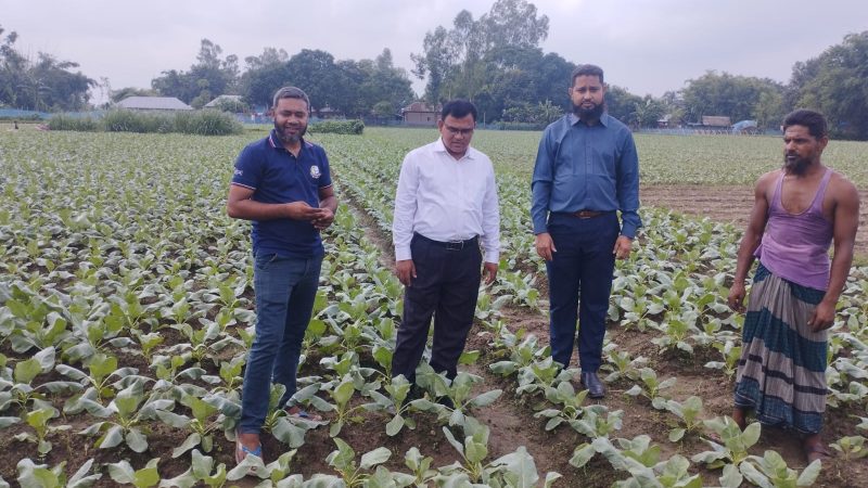 বীরগঞ্জে প্রথমবারের মতো আগাম জাতের ফুলকপি চাষে সফলতা